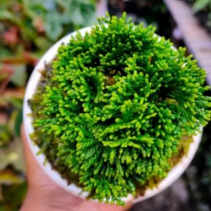 bonsai Cemara inoki Cypress hijau tanaman
