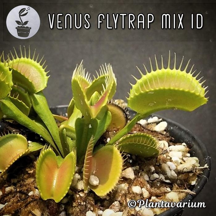Tanaman Karnivora Venus Flytrap VFT