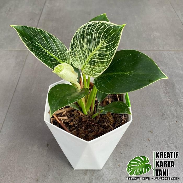 tanaman hias philodendron birkin Philo birkin tanaman