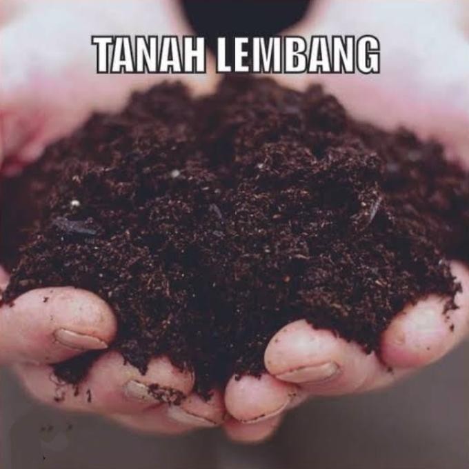 Media tanaman tanah Lembang Tanah untuk media tanaman. Kode 312
