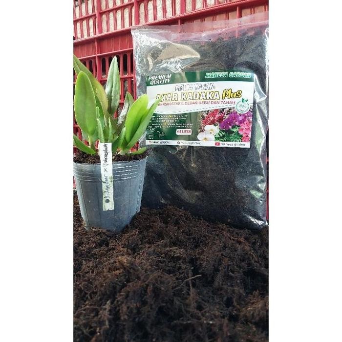 media tanam akar kadaka ( bersih , steril, bebas debu dan tanah) media tanam anggrek, aglonema,