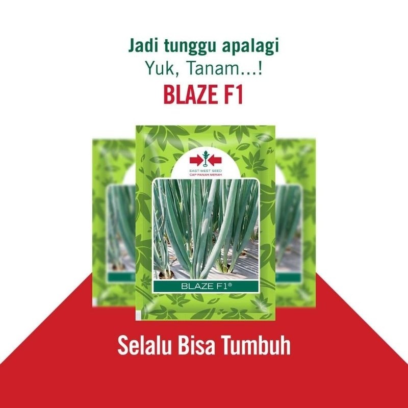 Happygardens Benih Bawang Daun Blaze F1 Repack 1000 Biji