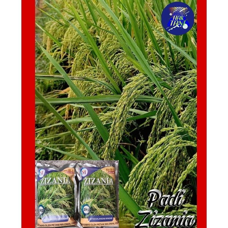 Happygardens Benih Padi Bibit Padi Zizania 5Kg