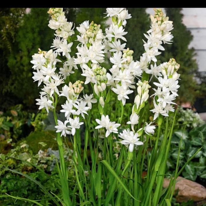 Ready Stock Tanaman Sedap Malam Wangi/Bibit Sedap Malam