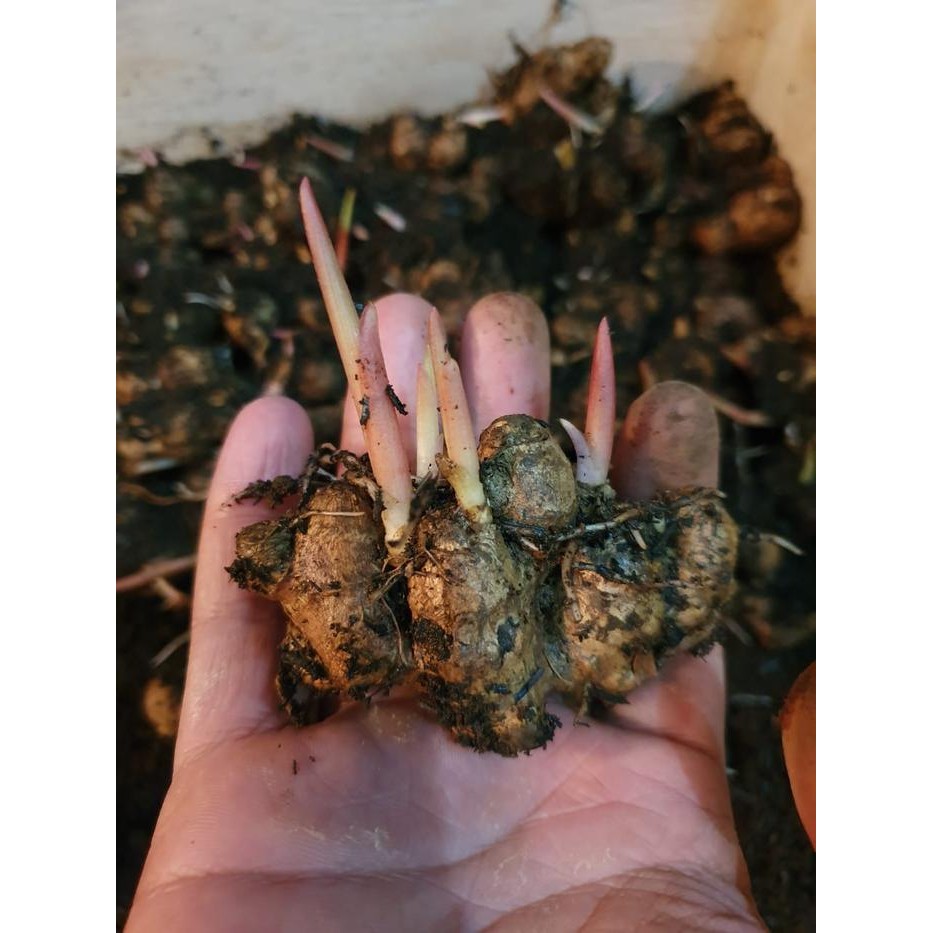 Ready Stock Bibit Kunyit Hitam Bertunas Asli / 1Tunas