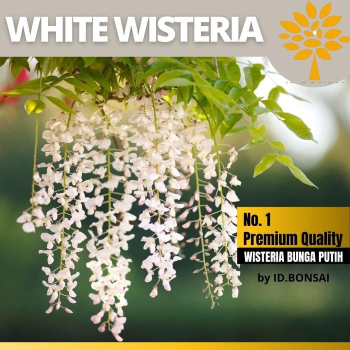 Ready Stock Biji Bonsai White Wisteria Atau Wisteria Bunga Putih