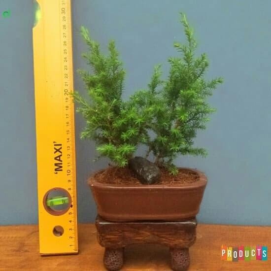 Ready Stock Bibit Pohon Cemara Angin Daun Halus / Juniperus Communis Hibernica