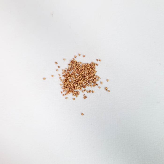 Ready Stock Benih Strawberry Bibit Benih Strawberry Tanaman Tanaman