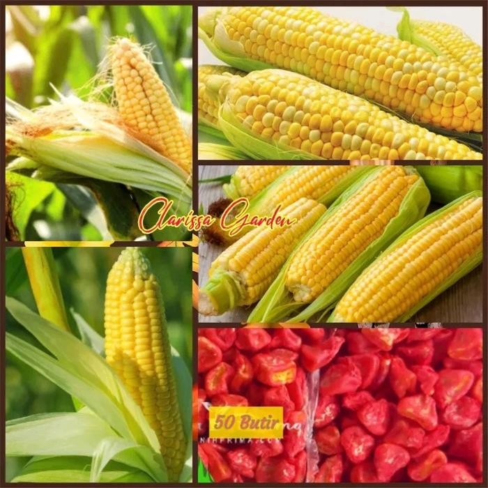 Ready Stock Biji Benih Tanaman Jagung Manis Manise Hawai (Repack)
