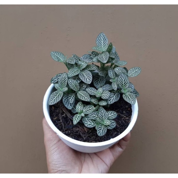 Ready Stock Tanaman Bunga Fittonia Verschaffeltii / Fittonia Mutiara Mini
