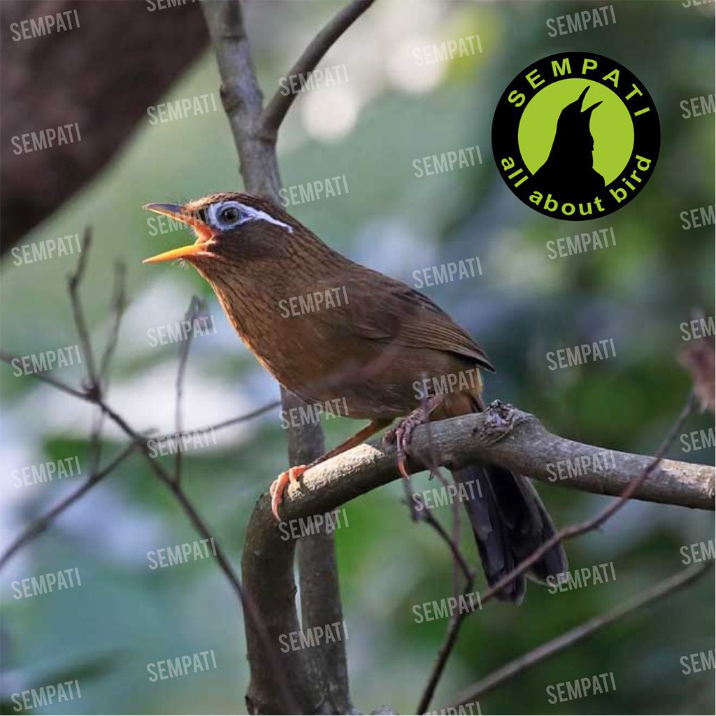 SEMPATI Topsong Top Song Premium Gold Hwa Mei Pakan Burung Wambi Hwamei Hua Mei Poksay Murai Kacer