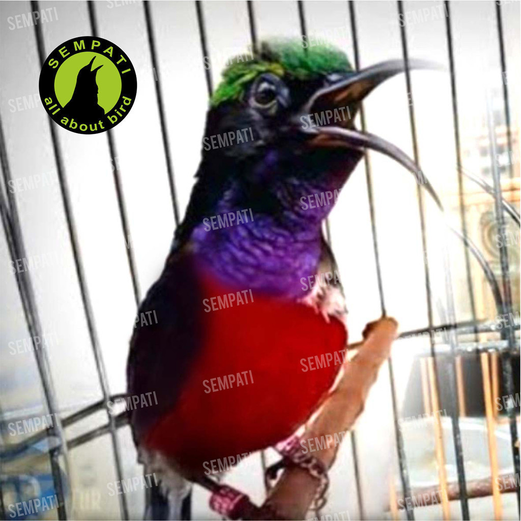 SEMPATI Peksirup Nectar Sirup Nektar Pakan Minuman Burung Konin Sogon Ninja Kolibri Multivitamin