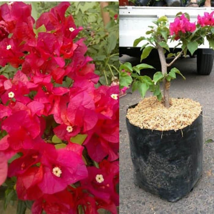 

Bunga Kertas Bugenvil - Bibit Tanaman Bugenvil - Tanaman Hias Bugenvil