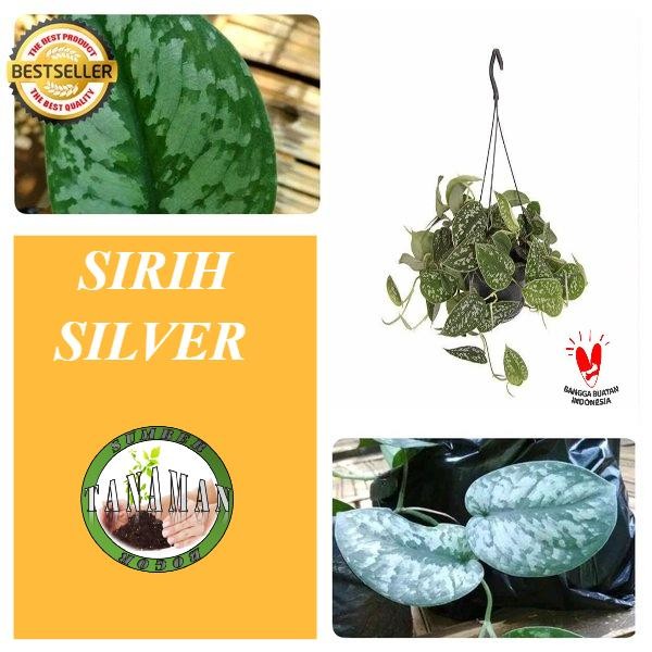 

BIBIT POHON TANAMAN HIAS DAUN SIRIH SILVER