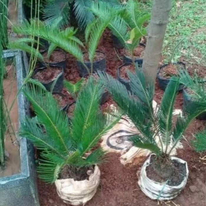 

bibit tanaman palem sikas UK 30cm