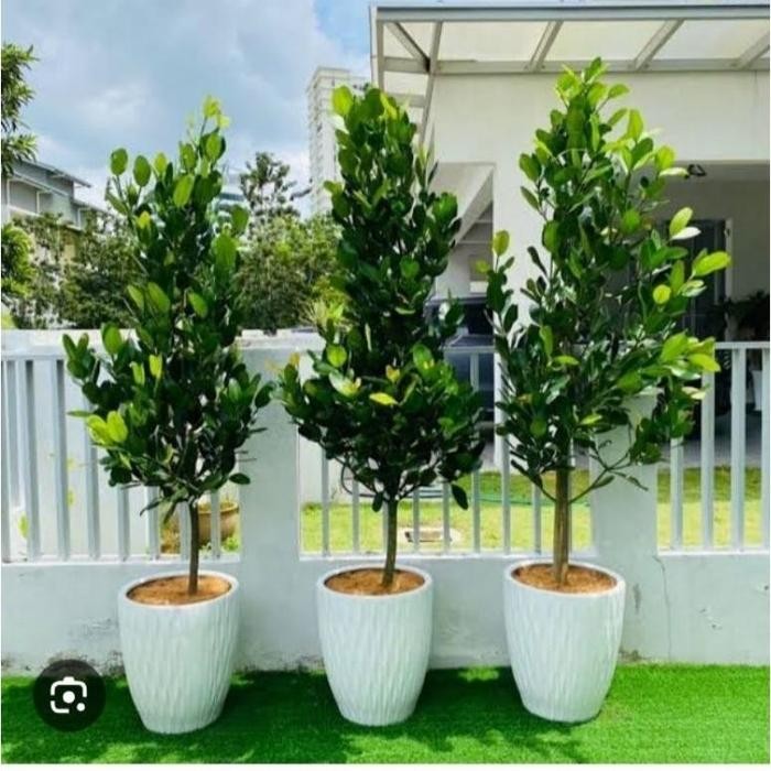 

[BEST QUALITY] BIBIT TANAMAN FUKUGI GARCINIA SUBELLIPTICA TINGGI 1 METER UP