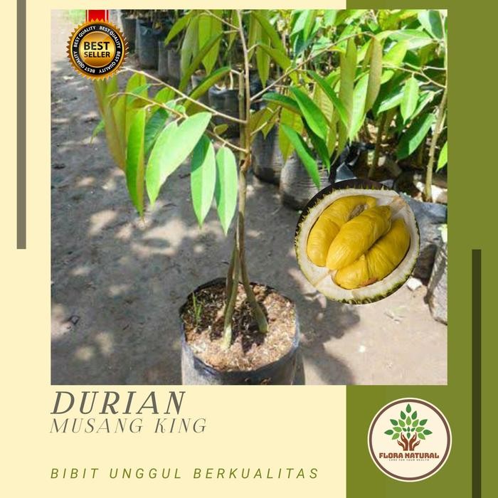

Bibit tanaman pohon durian musangking kaki tiga/pohon duren musangking
