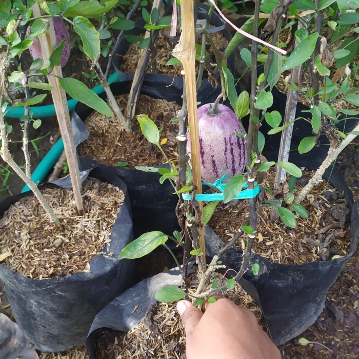 

Bibit tanaman buah papino pohon papino buah pepino - berbuah