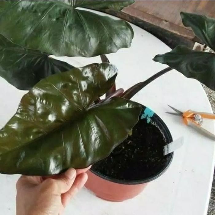 

Bibit tanaman hias sente hitam/keladi hitam