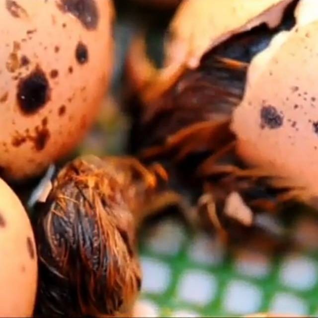 

Telur puyuh tetas/fertil kemasan 50 butir + bonus telur