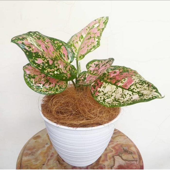 

bibit tanaman hias aglonema tri color