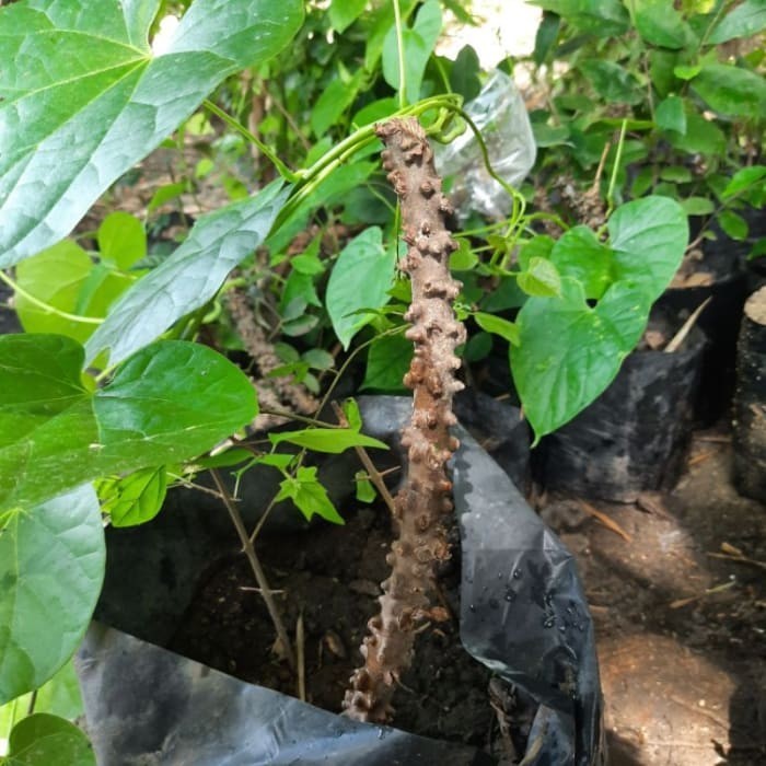 

Bibit tanaman Brotowali brutowali herbal sudah akar dan bapddu 6538la