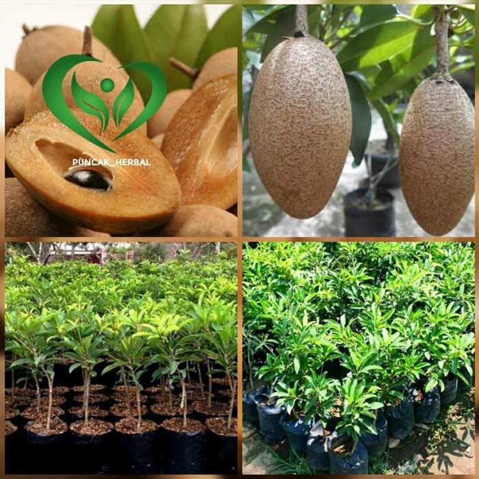 

bibit tanaman sawo manila pohon sawo