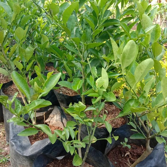 

bibit pohon jeruk limo-tanaman jeruk limo