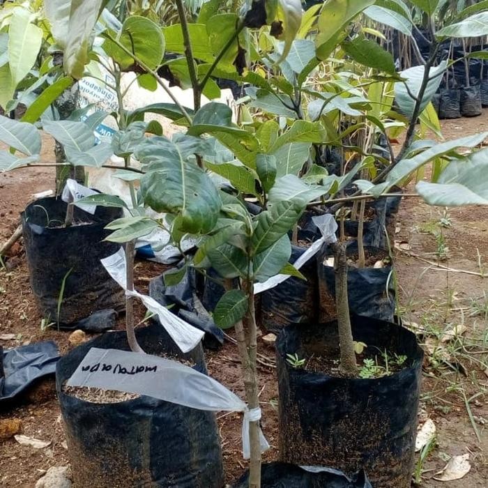 

bibit tanaman buah mangga chokanan/mangga madu