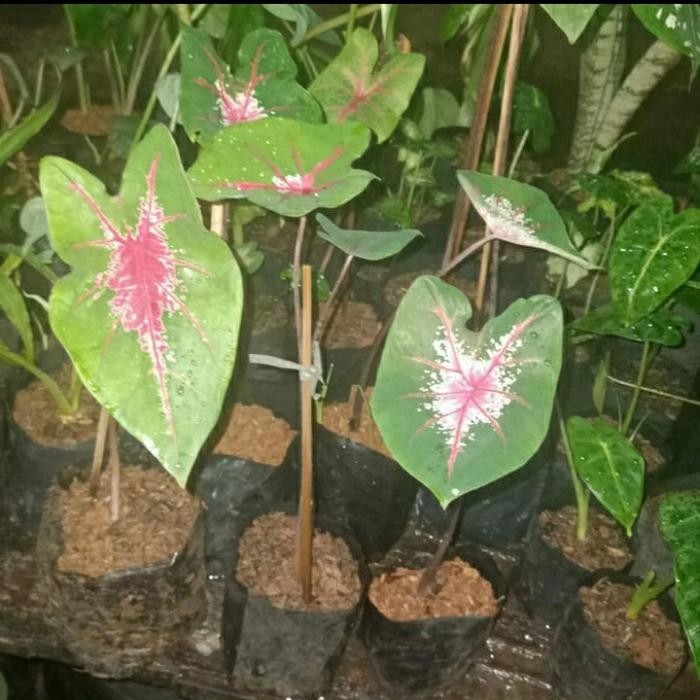 

bibit tanaman hias keladi jantung hati / Keladi Caladium ice of heart