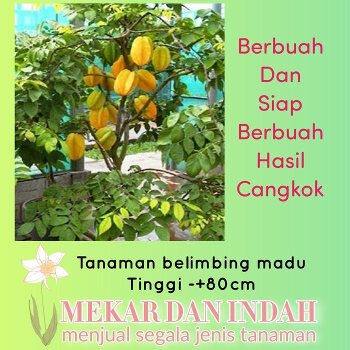 Tanaman belimbing madu, pohon buah belimbing dewi madu