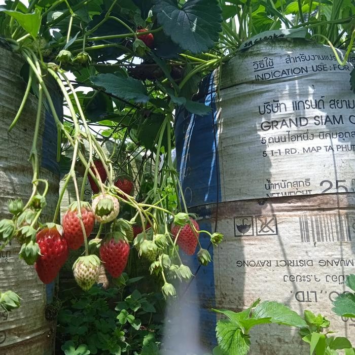 Bibit strawberry SACHINOKA Manis