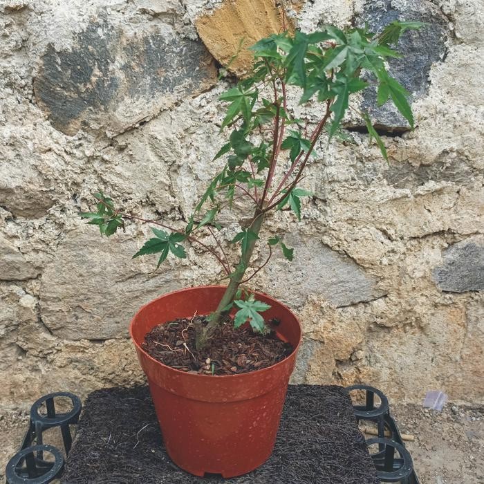 TANAMAN HIAS MAPLE MERAH Dan Golden Maple