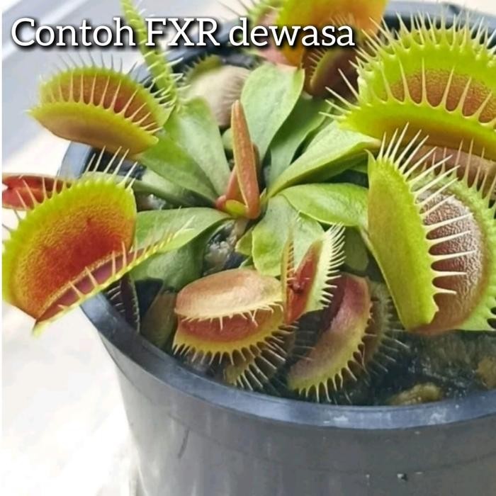 promo venus fly trap vft tanaman karnivora pemakan serangga