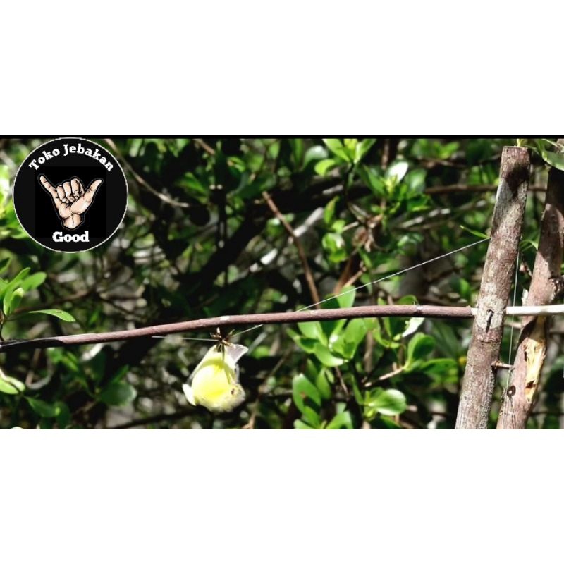 Jebakan Burung Kecil Simpel Tanpa Kurungan