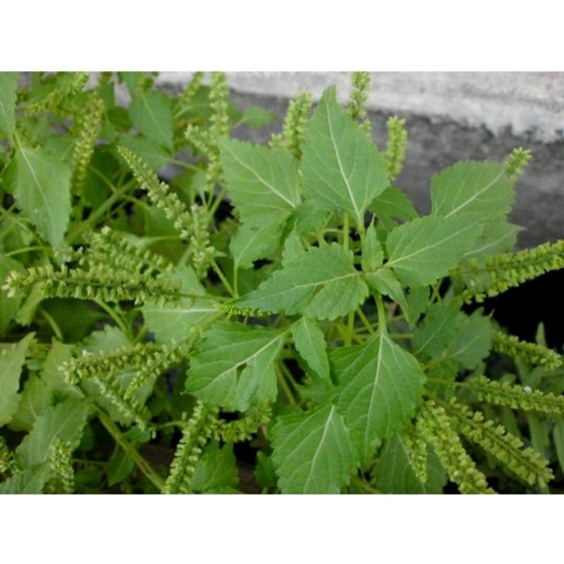 

Daun Sangket Segar 1 Kg / Daun Sangketan / Obat Herbal Alami Kejang