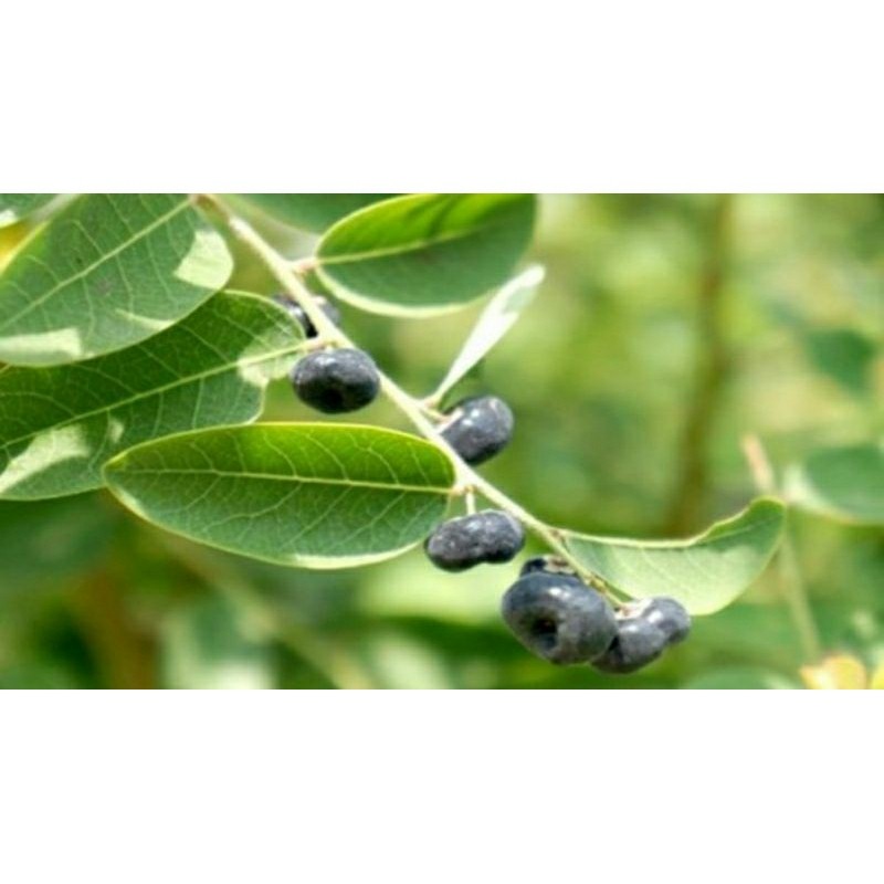 

Daun Tinta Atau Daun Mangsi Segar 1 Kg Bahan Ecoprint / Daun ileng ileng / Daun Mangsian
