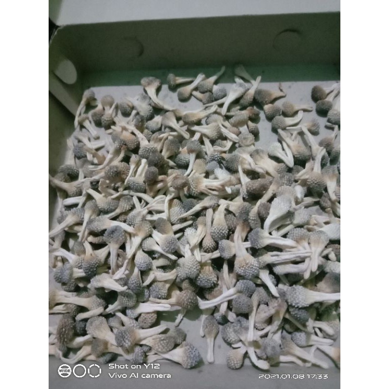 Empot Ayam Putih Madura 100 gr DINKES P-IRT