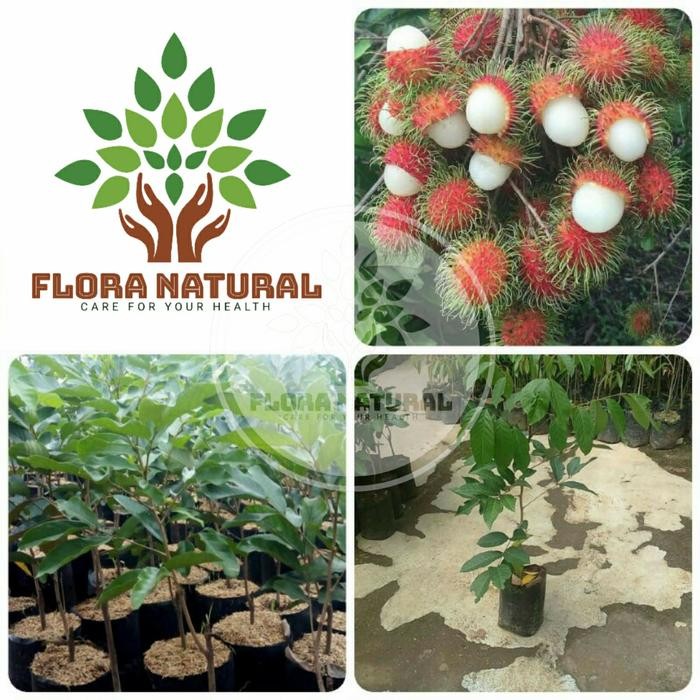 Bibit tanaman rambutan rapiah/ pohon rambutan rapiah/ buah rambutan
