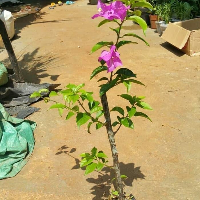 

tanaman hias bibit bugenvil - bibit bonsai bugenvil