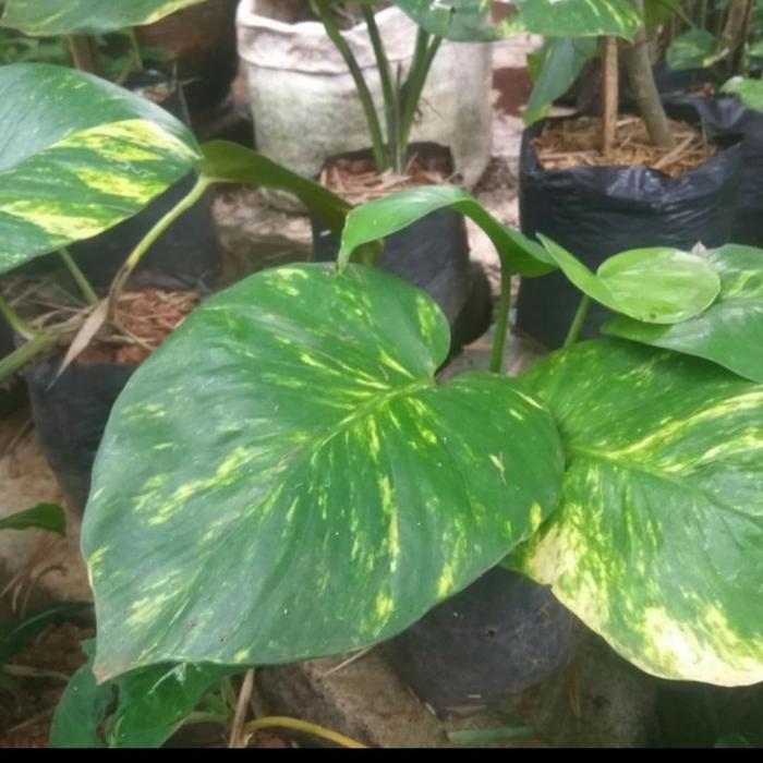 

Bibit tanaman sirih gading hijau daun besar-srigading hijau daun besar