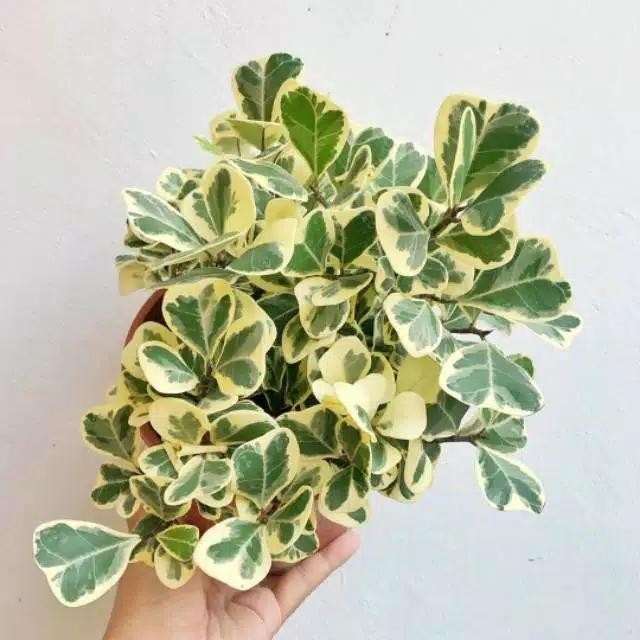 Tanaman hias bibit beringin putih varigata beringin varigata