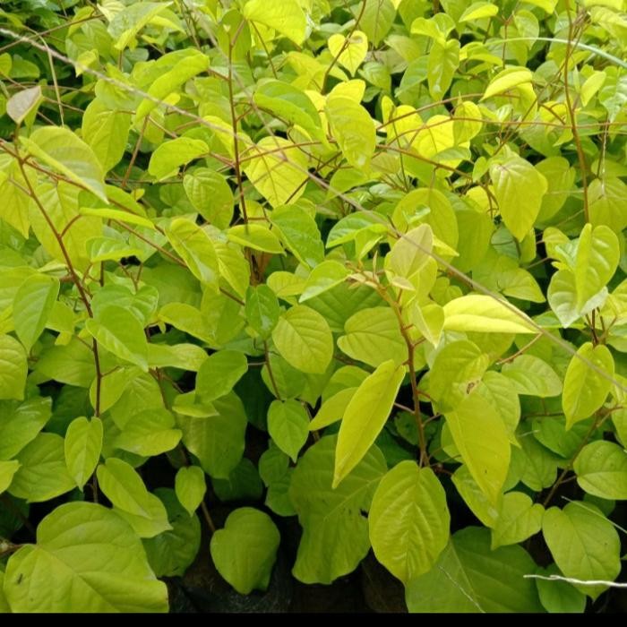 Bibit Tanaman Hias Bunga Porana Cantik Siap Tanam