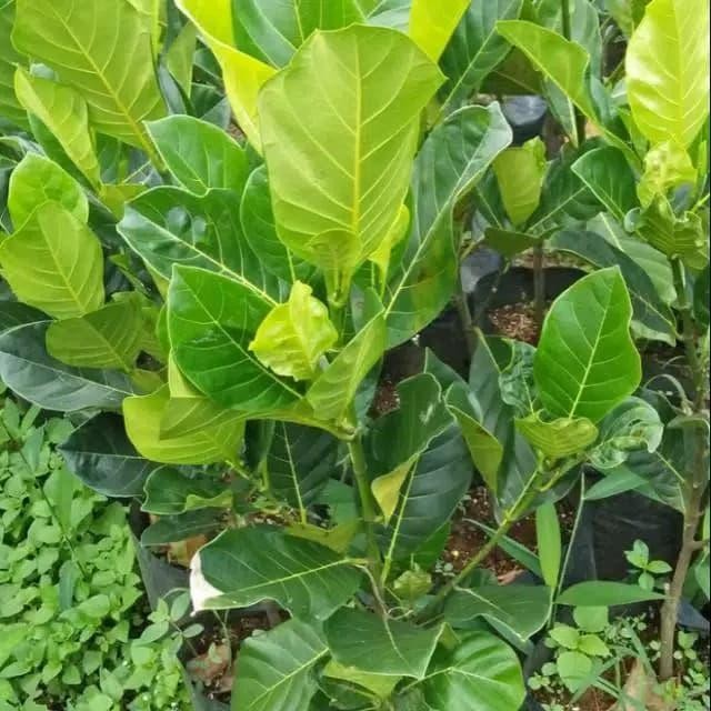 

bibit tanaman nangka mini pohon nangka