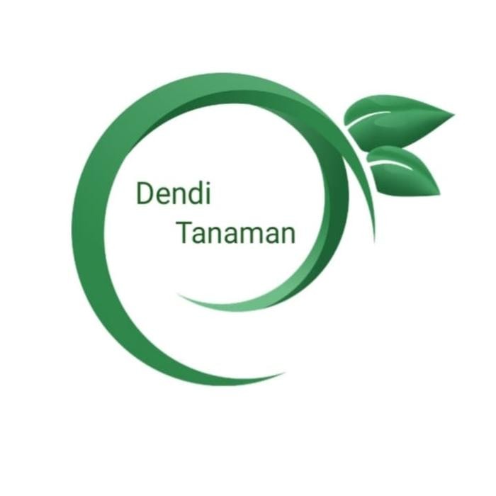 Bibit Pohon Jeruk Dekopon / Tanaman Buah Jeruk Dekopon