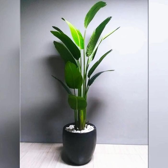 tanaman pisang kipas - bibit tanaman pisang kipas - pisang kipas