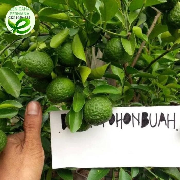 

bibit tanaman jeruk limo berbuah