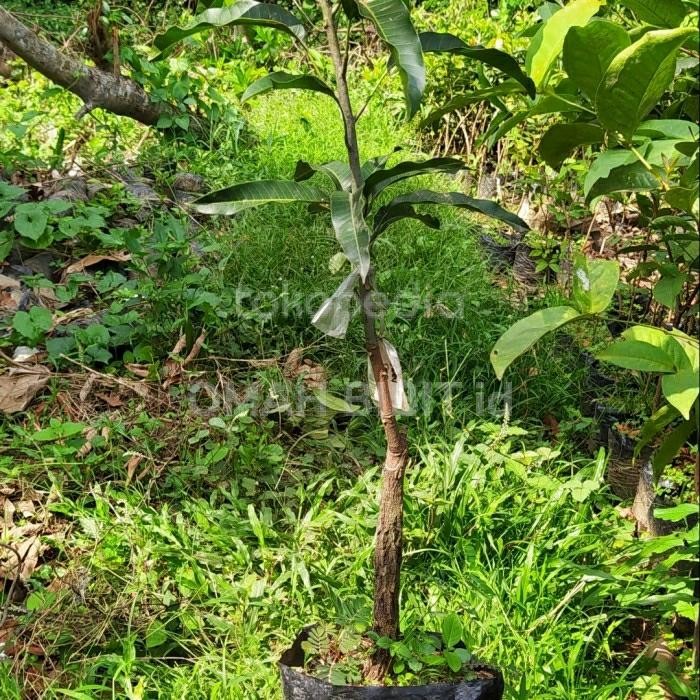 

bibit tanaman mangga yuwen seri6 1meter okulasi