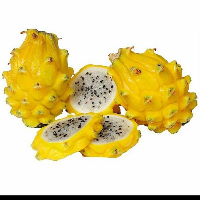 

BIBIT TANAMAN BUAH NAGA KUNING unggul