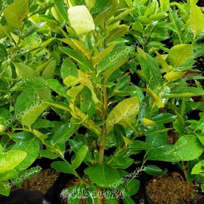 tanaman jeruk lemon/bibit jeruk lemon